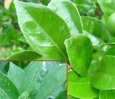 農(nóng)用有機(jī)硅助劑噴霧